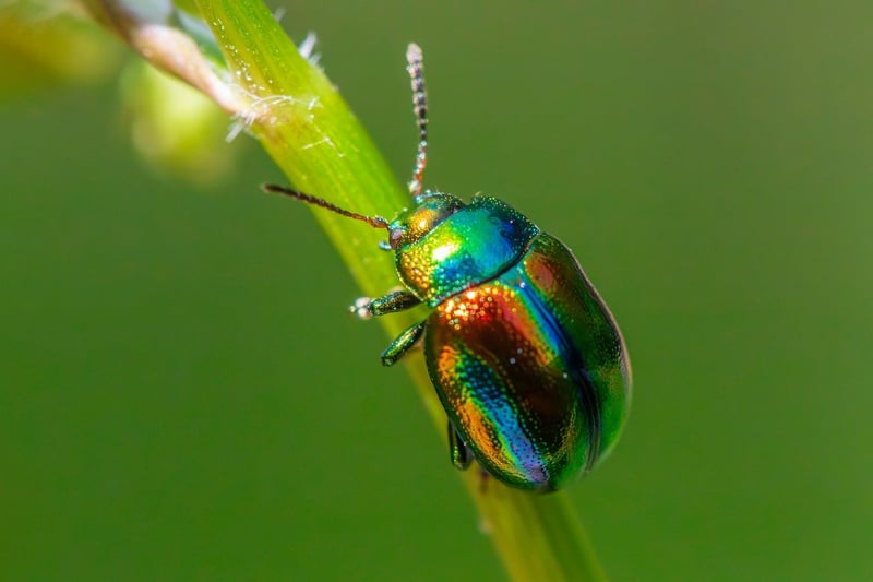 Pest Control Tips