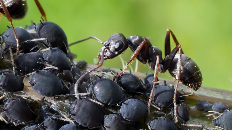 Pest Control